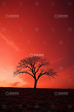 夕阳下的孤独树木剪影