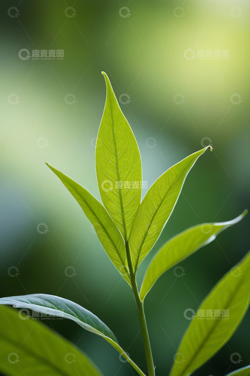 高清大图下载【趣麦麦图】特写绿色植物叶片