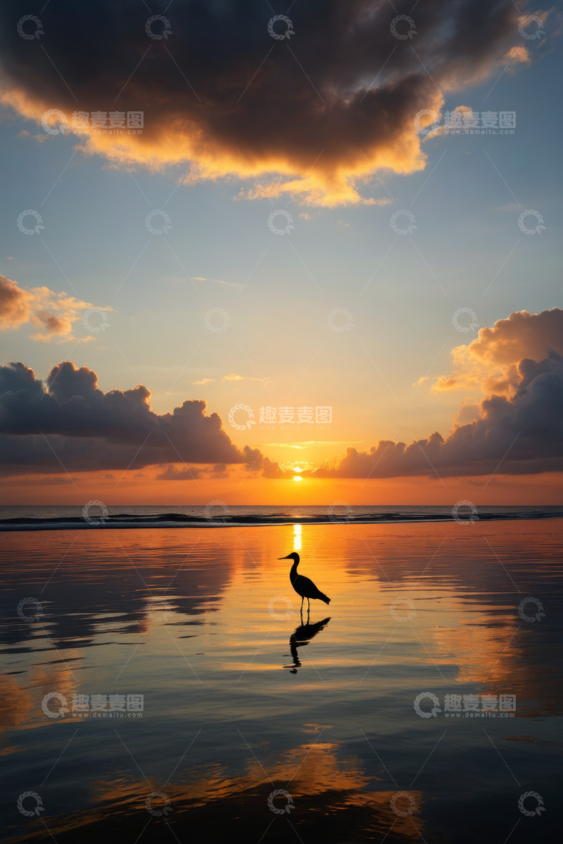 高清大图下载【趣麦麦图】海滩落日下的独栖飞鸟