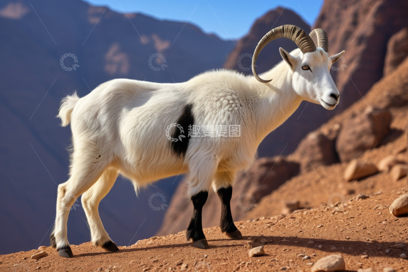 高清大图下载【趣麦麦图】山地间行走的山羊
