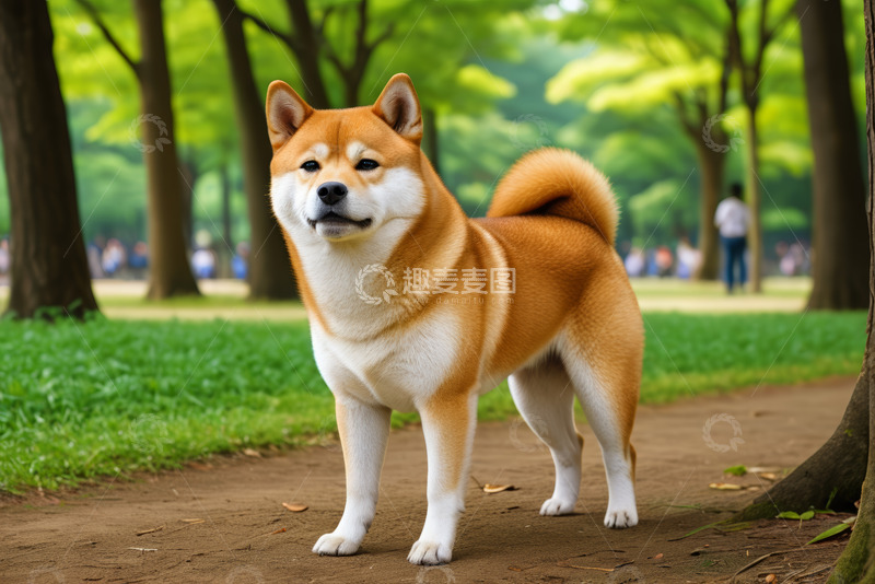 高清大图下载【趣麦麦图】公园中站立的柴犬
