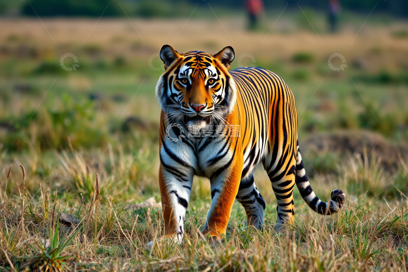 高清大图下载【趣麦麦图】草原上行走的老虎