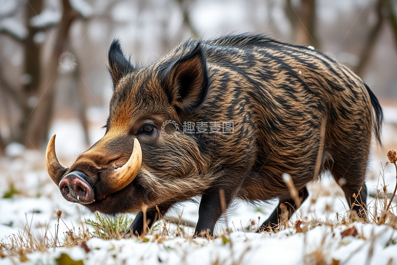 雪地中的野生野猪