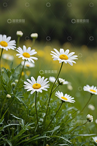 户外白色雏菊特写