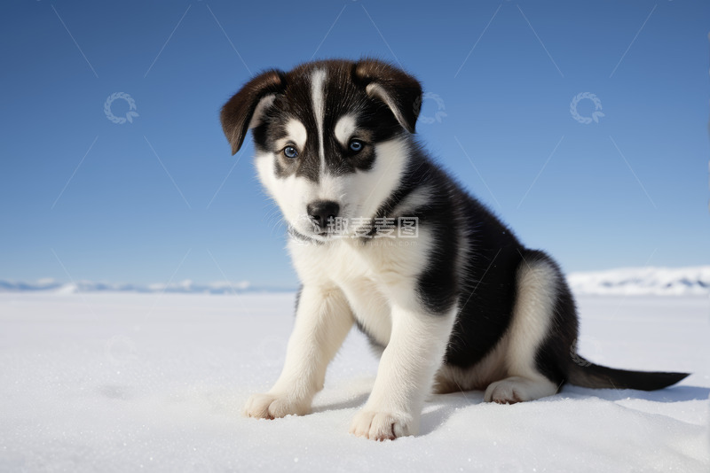 高清大图下载【趣麦麦图】雪地中的哈士奇幼犬