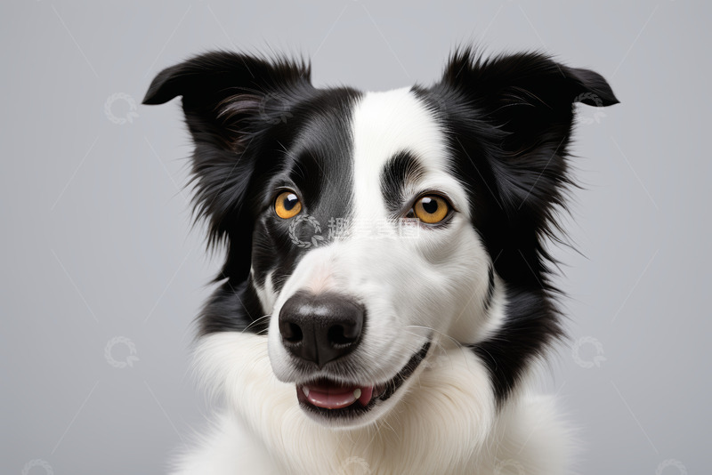 高清大图下载【趣麦麦图】黑白边牧犬特写