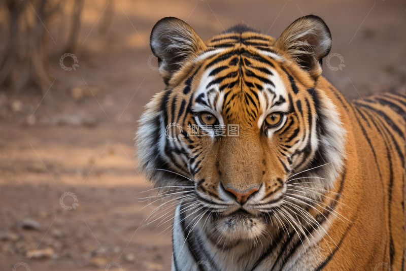 高清大图下载【趣麦麦图】老虎特写近景