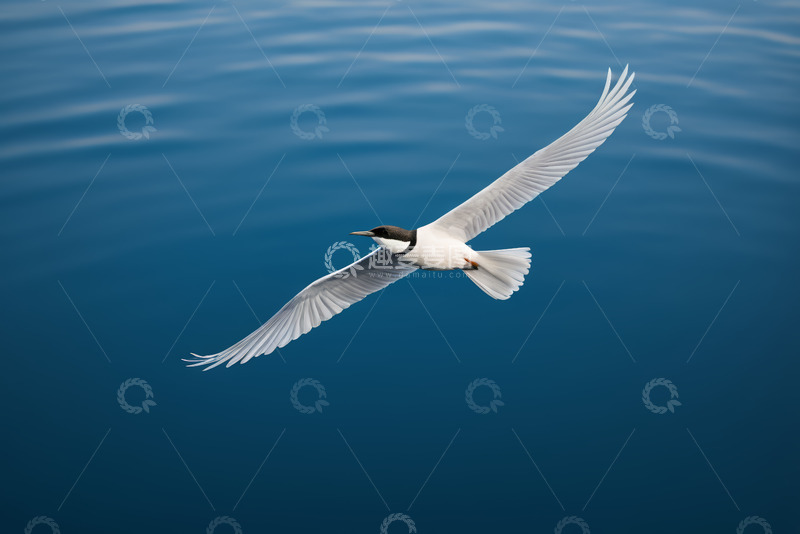 高清大图下载【趣麦麦图】海面上飞翔的白色海鸟