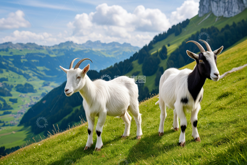 高清大图下载【趣麦麦图】山坡上的两只山羊