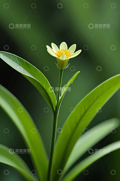 特写黄色小花与绿色叶片