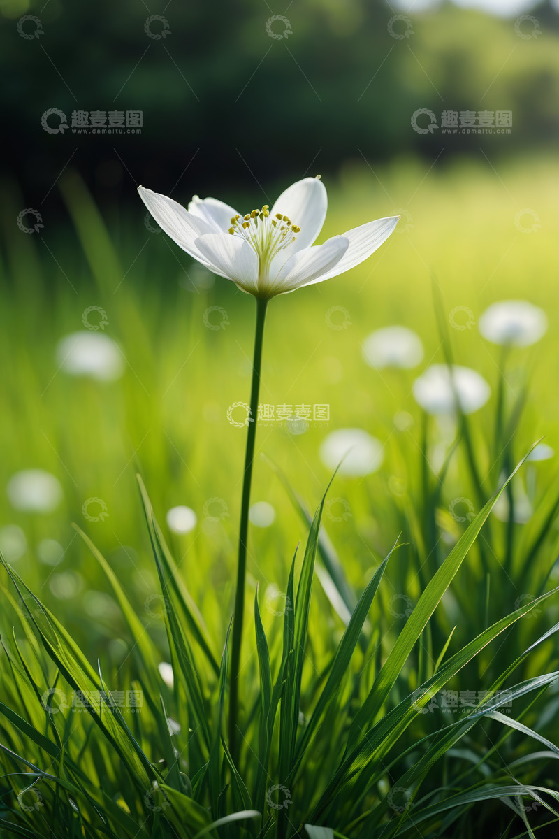 高清大图下载【趣麦麦图】草地中绽放的白色花朵