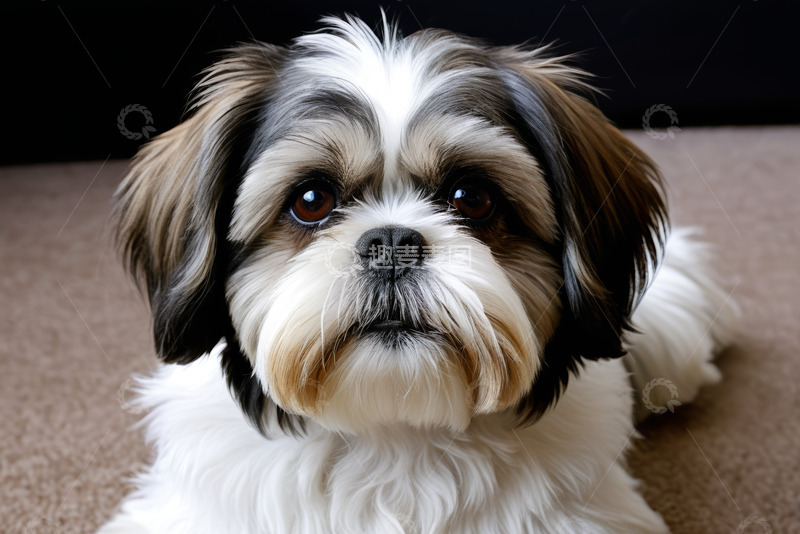 高清大图下载【趣麦麦图】趴在地上的西施犬特写