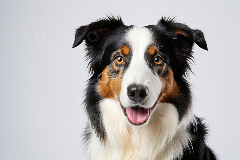高清大图下载【趣麦麦图】三色边境牧羊犬特写