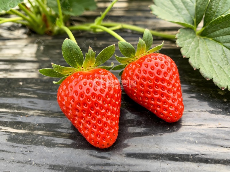 高清大图下载【趣麦麦图】两个草莓摄影