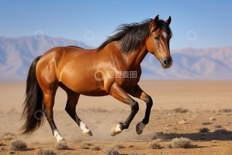 高清大图下载【趣麦麦图】沙漠中奔跑的骏马
