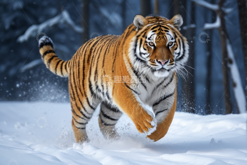 高清大图下载【趣麦麦图】雪地中行走的老虎