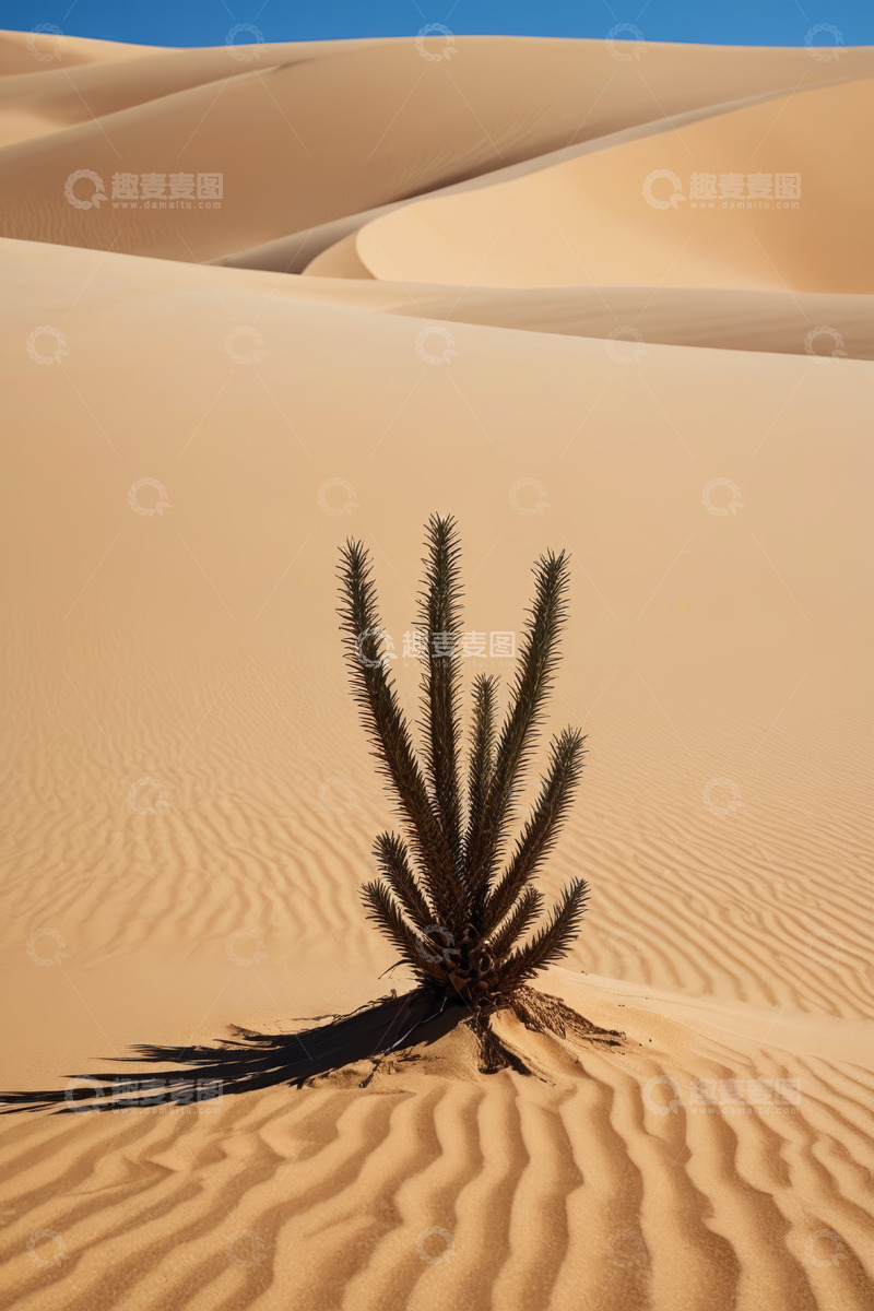 高清大图下载【趣麦麦图】沙漠中的单株植物景观