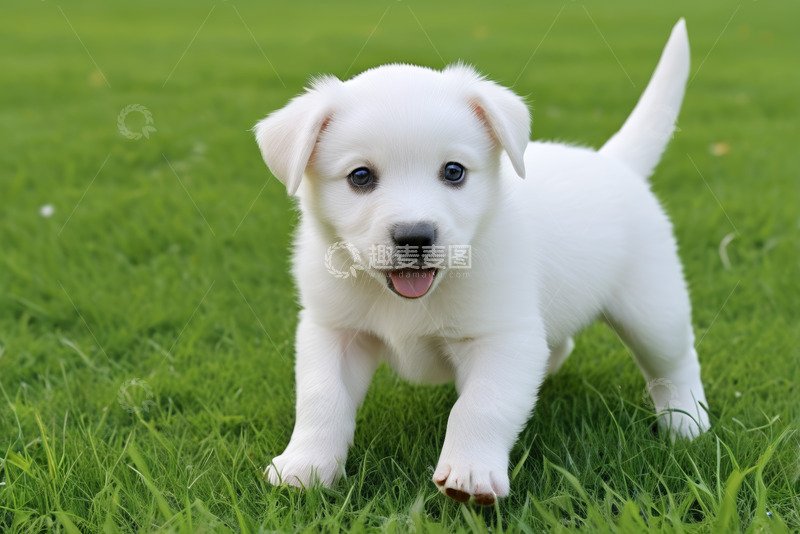 高清大图下载【趣麦麦图】草地上行走的白色小狗