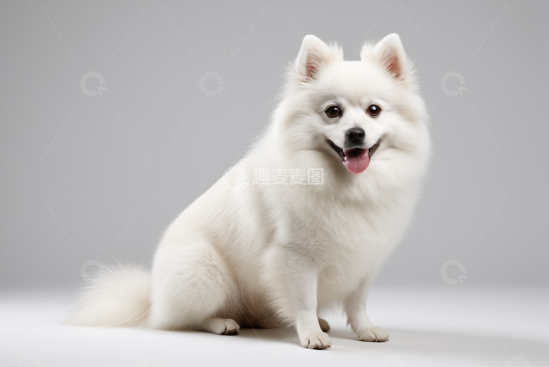 高清大图下载【趣麦麦图】白色小狗张嘴坐立特写