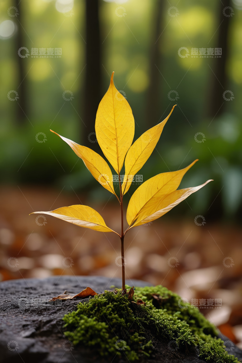 高清大图下载【趣麦麦图】森林中岩石上生长的黄色植物