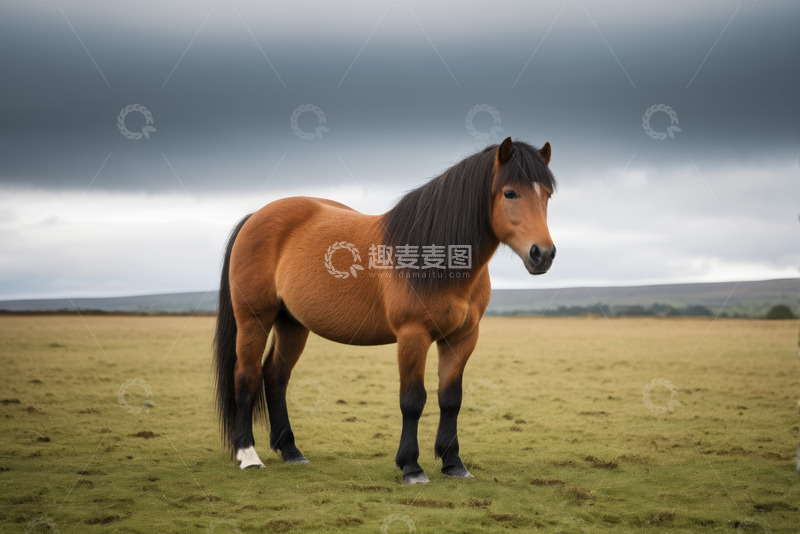 高清大图下载【趣麦麦图】草原上站立的棕色骏马