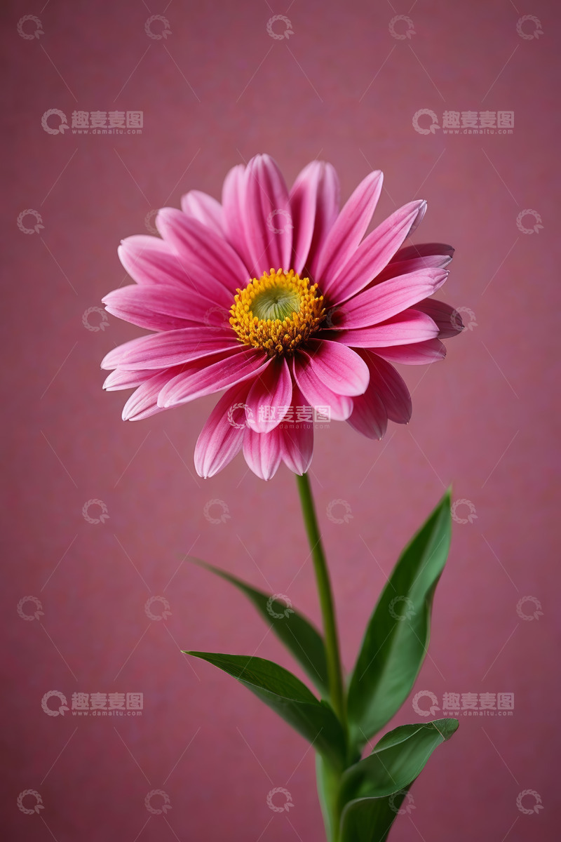 高清大图下载【趣麦麦图】粉色花朵特写