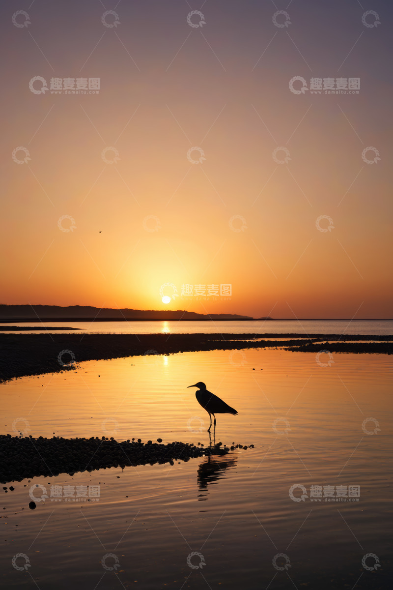 高清大图下载【趣麦麦图】夕阳下站立在水边的鸟