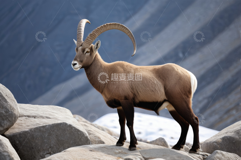 高清大图下载【趣麦麦图】岩石上站立的长角山羊