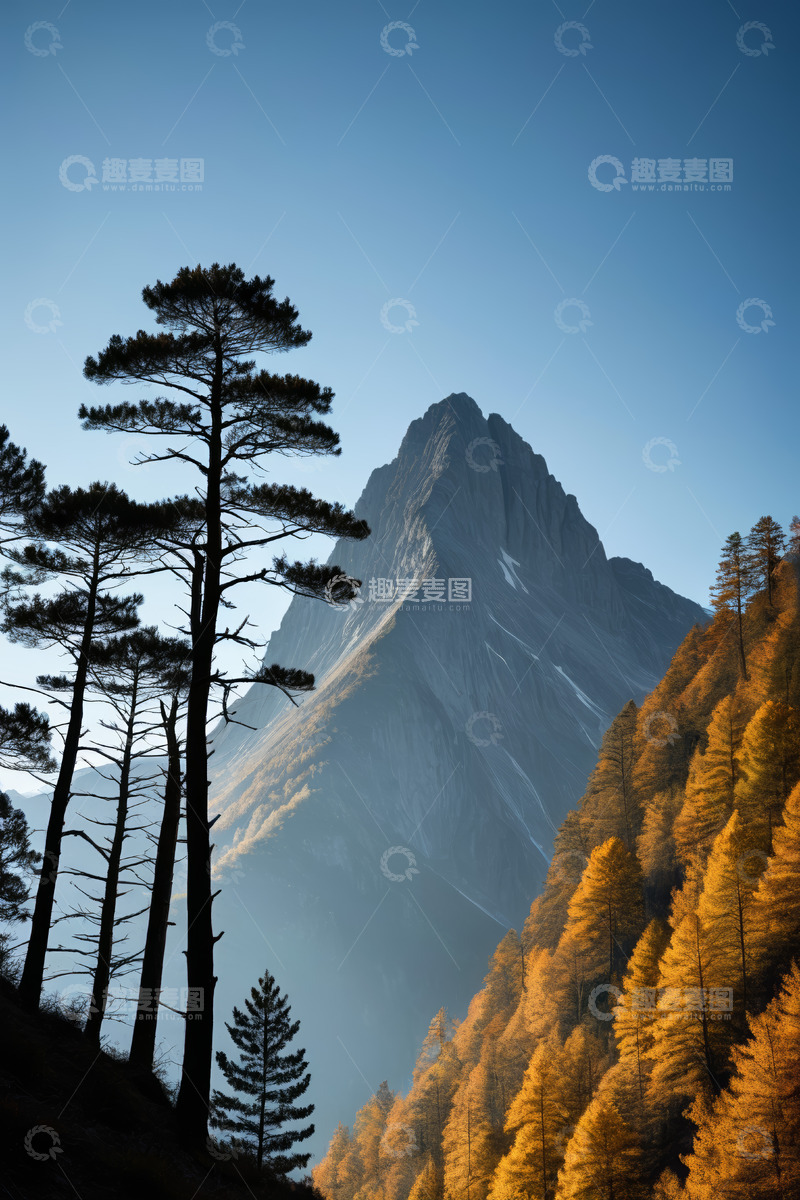高清大图下载【趣麦麦图】山林间挺拔松树与巍峨山峰