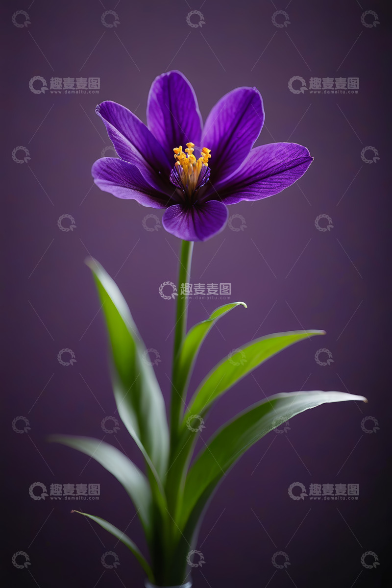 高清大图下载【趣麦麦图】紫色花卉特写