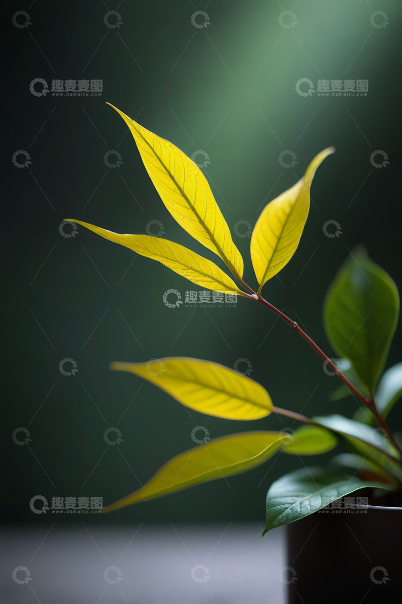 高清大图下载【趣麦麦图】特写黄色植物叶片