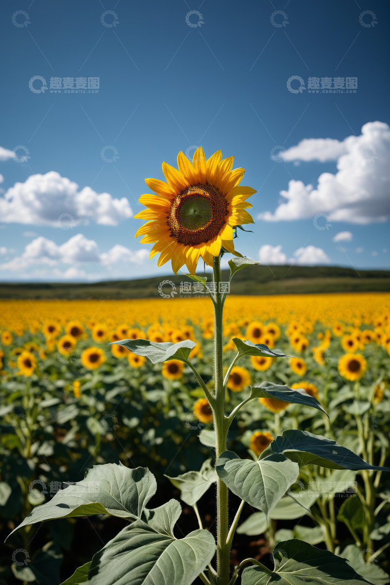 高清大图下载【趣麦麦图】向日葵花田特写