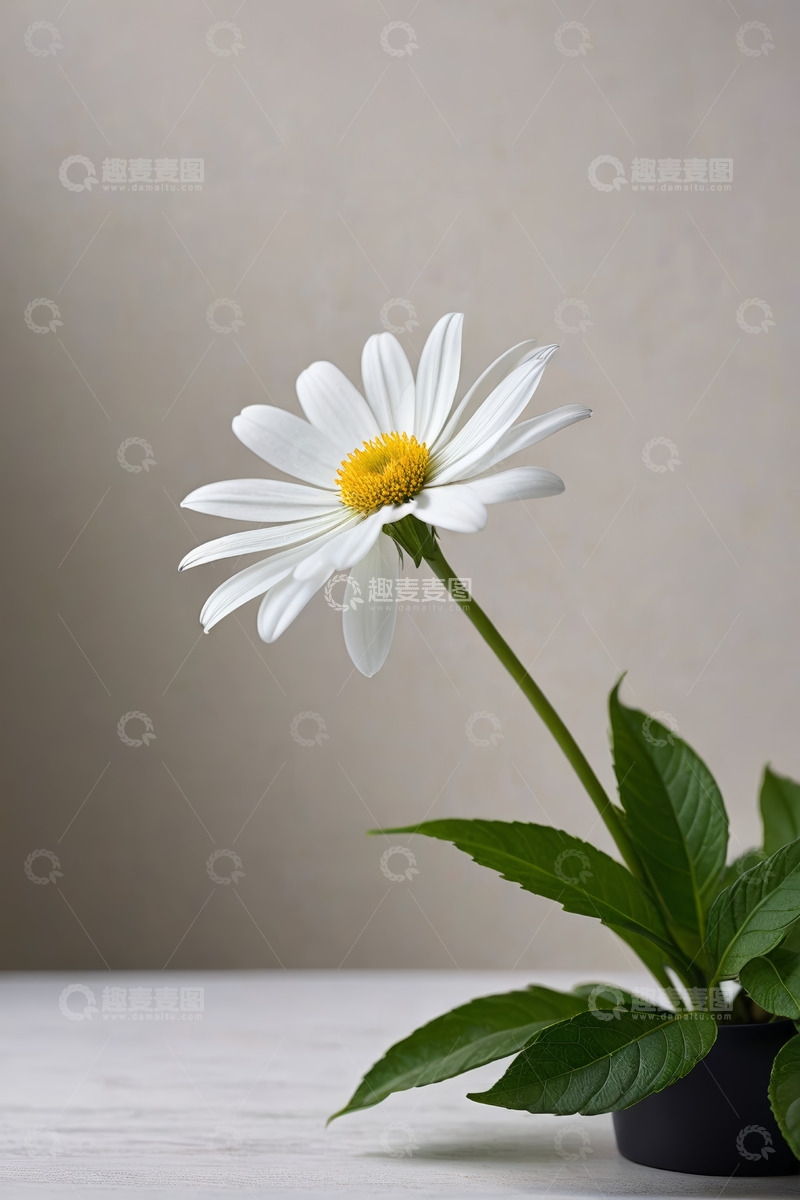 高清大图下载【趣麦麦图】白色雏菊特写静物