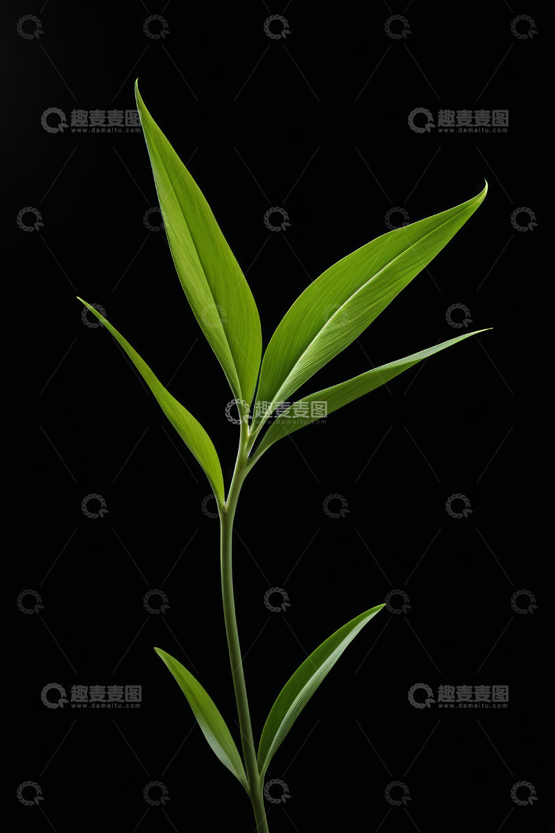 高清大图下载【趣麦麦图】黑色背景下的绿色植物叶片