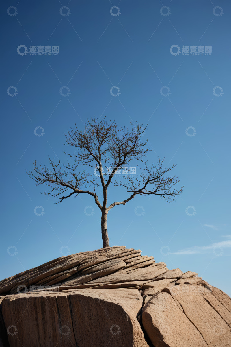 高清大图下载【趣麦麦图】岩石上的光秃树木
