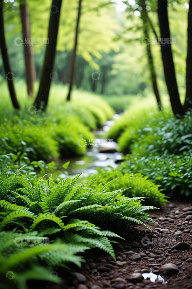 高清大图下载【趣麦麦图】森林中的溪流与绿植景观