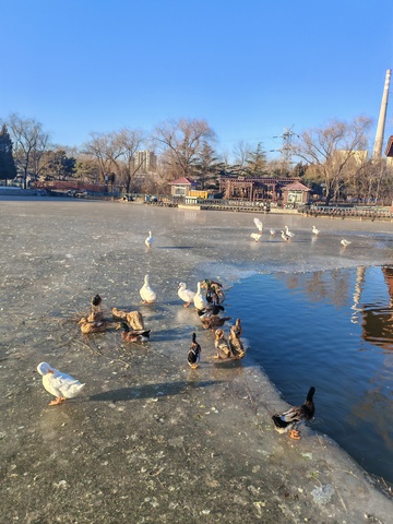 冬日鸭群冰湖嬉戏图