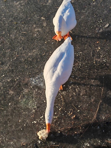 白鹅漫步水泥地