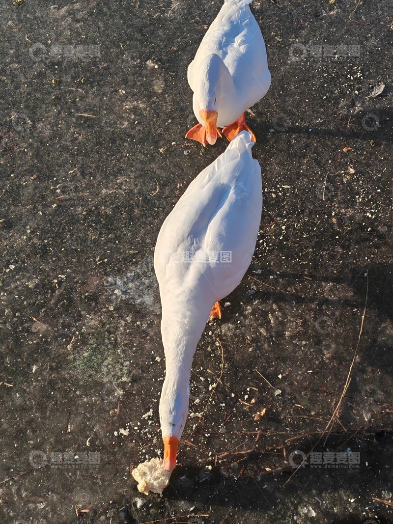 高清大图下载【趣麦麦图】白鹅漫步水泥地