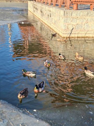 冬日鸭群游弋石墙边