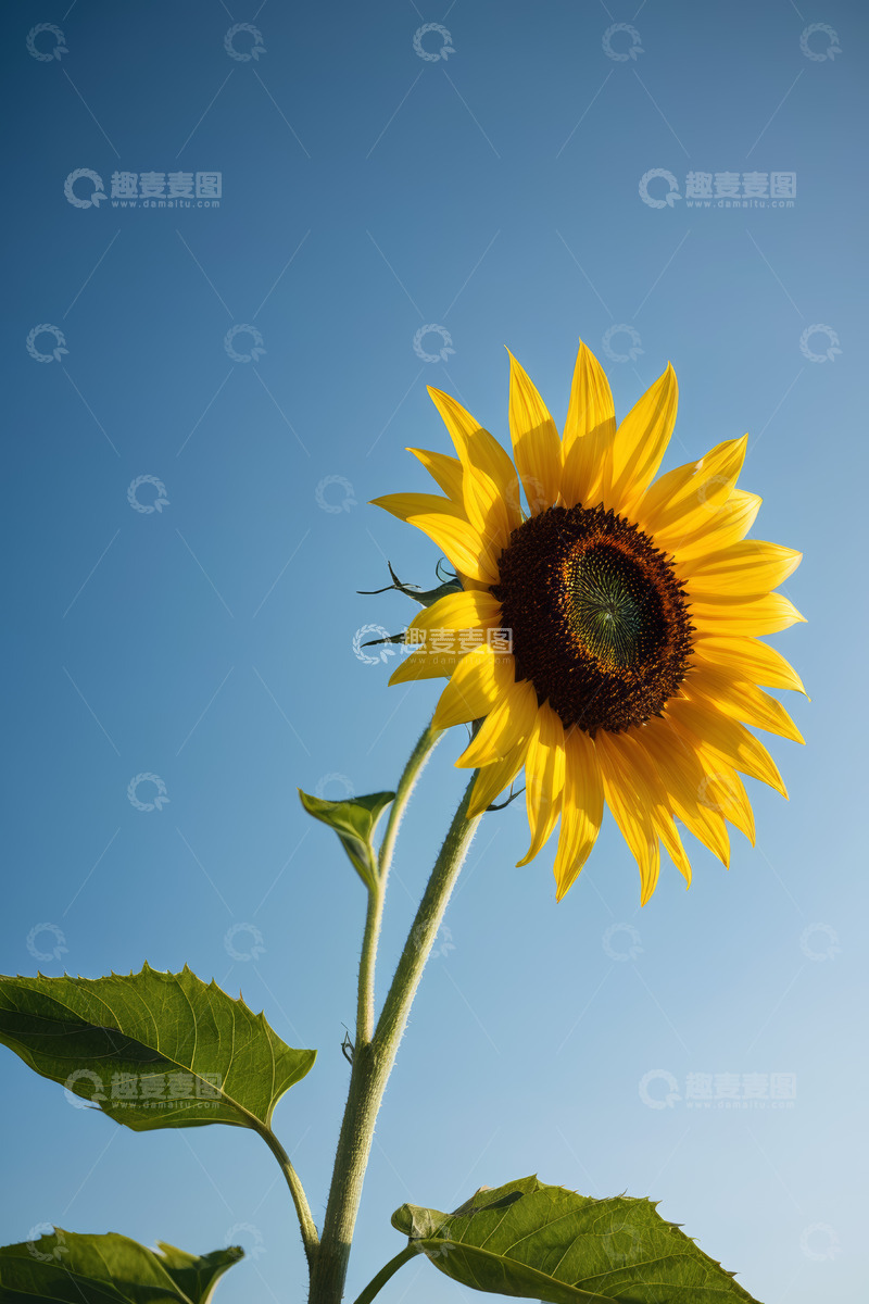 高清大图下载【趣麦麦图】蓝天背景下的向日葵特写