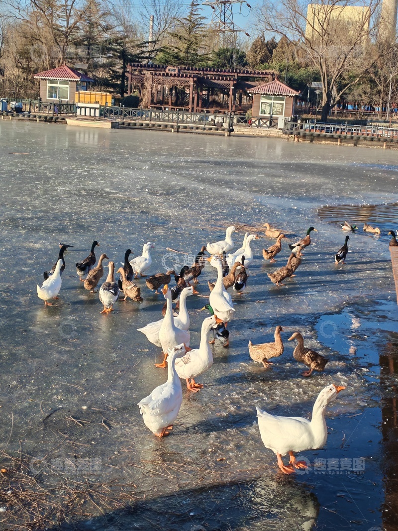 高清大图下载【趣麦麦图】冰湖鸭群冬日景象