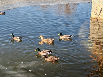鸭子戏水冬日风光