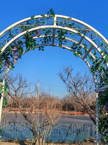 冬日藤蔓拱门风景