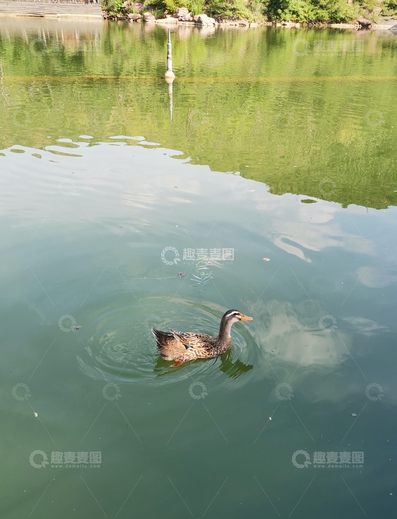 高清大图下载【趣麦麦图】湖泊池塘鸳鸯