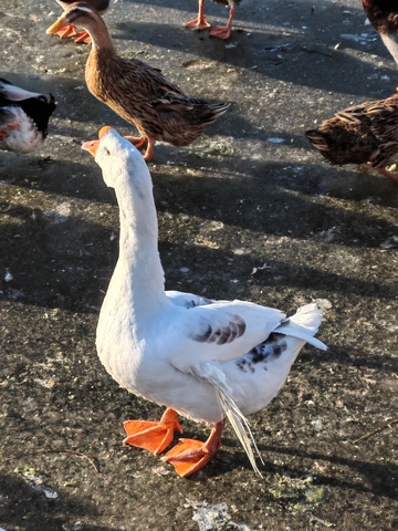 阳光下白鹅与鸭群