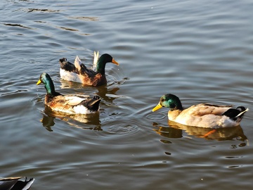 湖面游弋绿头鸭