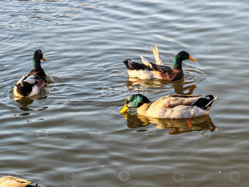 高清大图下载【趣麦麦图】宁静湖面鸭子游弋风光摄影
