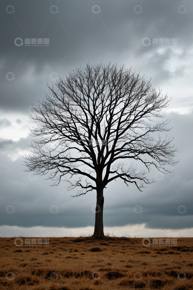 高清大图下载【趣麦麦图】旷野中孤独的无叶树