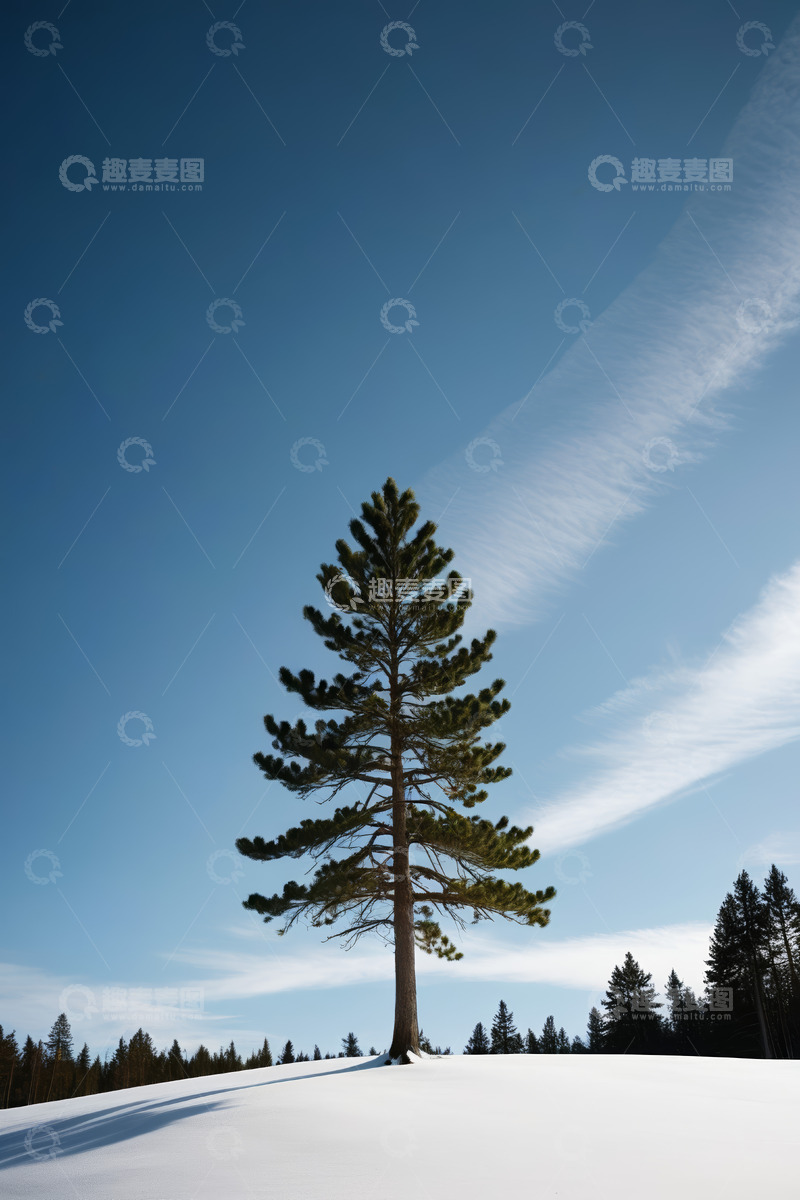 高清大图下载【趣麦麦图】雪地中挺拔的松树